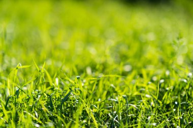 Çok yeşil ve taze çimenler. Tazelik ve doğanın sembolü. Parlaklık ve renk. Yakın çekim görünümü.