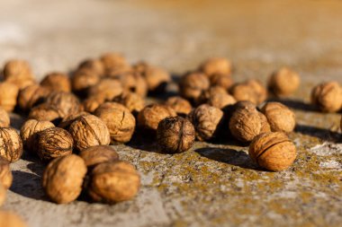 Kuru yeşil yosun ve bulanık arkaplan ile beton temelde olgun cevizler.