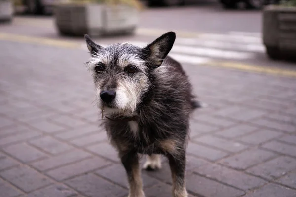 Old black homeless dog  on street.