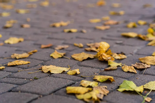 Оранжевые Листья Пешеходной Дороге Поздней Осенью Сезон Осени Листьев Листья — стоковое фото
