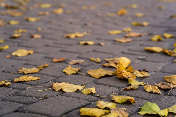 Foglie Arancio Sulla Strada Piedi Fine Autunno Stagione Autunnale Delle — Foto Stock