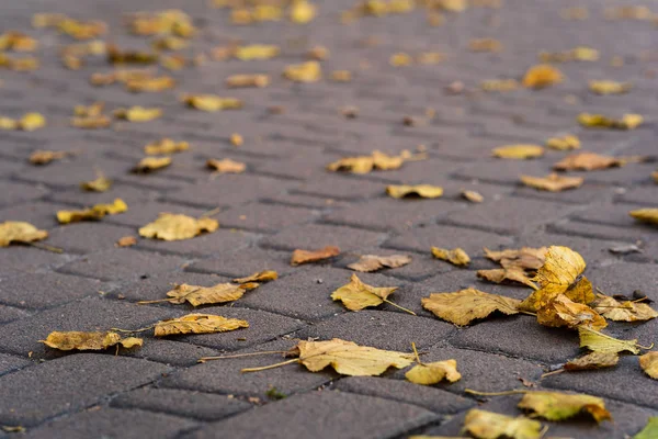 Foglie Arancio Sulla Strada Piedi Fine Autunno Stagione Autunnale Delle — Foto Stock