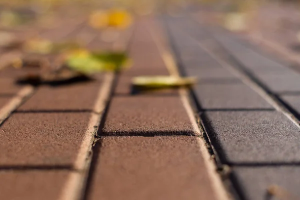 Autunno Strada Piedi Con Foglie Sul Marciapiede Erba Verde Foglie — Foto Stock