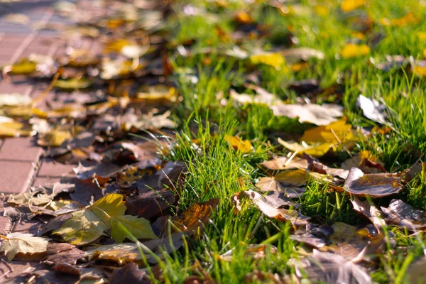 Осенняя Пешеходная Дорога Листьями Обочине Зеленая Трава Оранжевые Листья Вид — стоковое фото