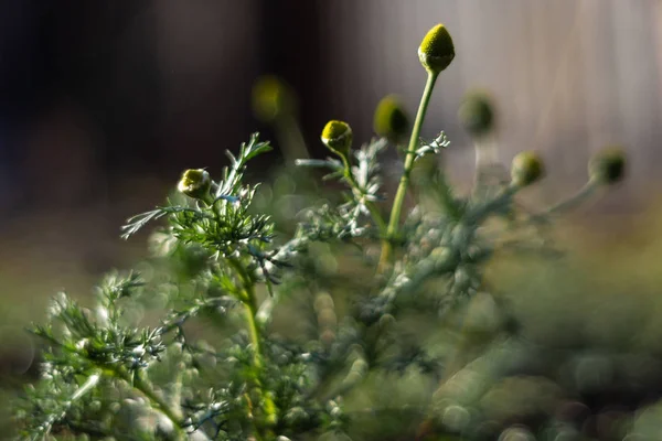 Wild Chamomile Plants Blurred Background Dark Green Colours Few Low — Stock Photo, Image