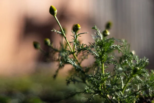 Arka planda bulanık papatya bitkileri. Koyu yeşil renkler ve bir kaç düşük ışık fotoğrafı..