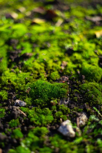 Hue green moss on black ground. Wet ground and soft moss.