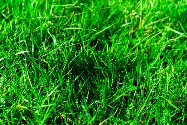 Very Green Fresh Grass Symbol Freshness Natural Brightness Hue Colour — Stock Photo, Image