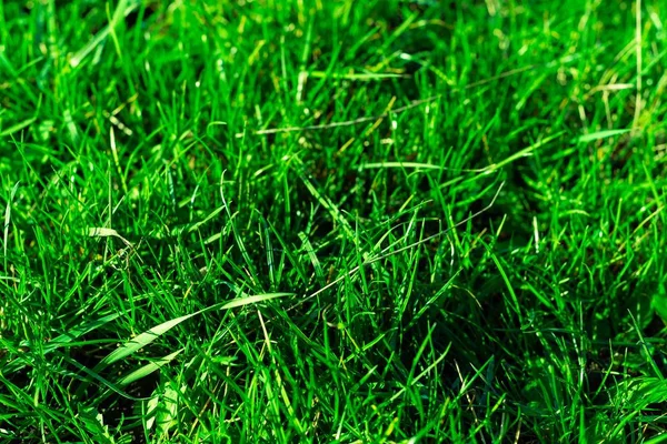 Herbe Très Verte Fraîche Symbole Fraîcheur Naturel Luminosité Teinte Vue — Photo