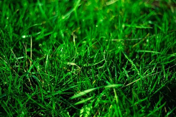 Зеленая Свежая Трава Символ Свежести Естественности Яркость Оттенок Крупный План — стоковое фото