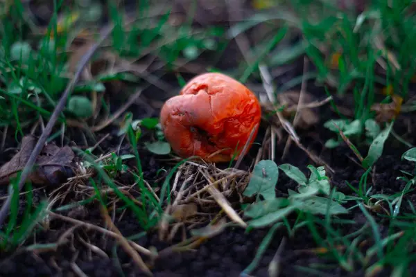 リンゴの庭の緑の濃い芝生の上で腐った冷凍リンゴ 10月霜 — ストック写真