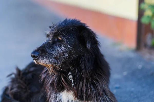 Gammal Svart Hemlös Hund Ligger Gatan — Stockfoto