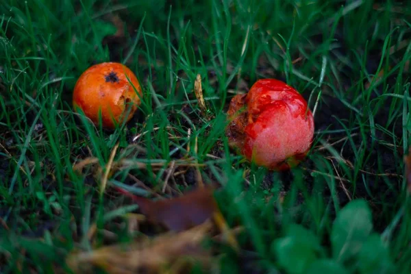 リンゴの庭の緑の濃い芝生の上で腐った冷凍リンゴ 10月霜 — ストック写真