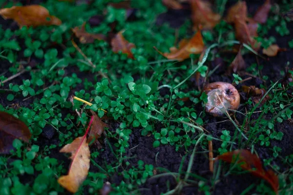Гнилые Замороженные Яблоки Зеленой Темной Траве Яблоневом Саду Октябрьский Мороз — стоковое фото