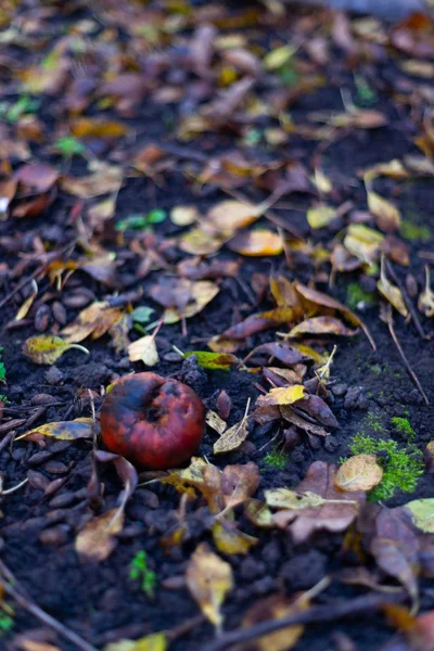 Verfaulte Gefrorene Äpfel Auf Dunklem Boden Mit Orangefarbenen Blättern Apfelgarten — Stockfoto