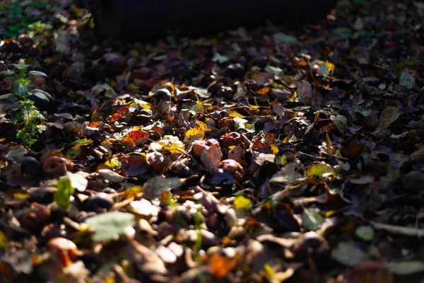 Mele Marce Congelate Terreno Scuro Con Foglie Arancio Nel Giardino — Foto Stock