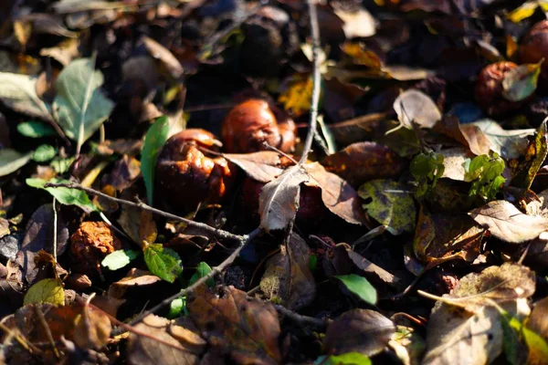 リンゴの庭にオレンジの葉で暗い地面に腐った冷凍リンゴ 10月霜 — ストック写真