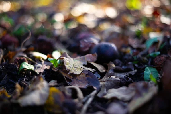Shnilá Zmrzlá Jablka Tmavé Zemi Pomerančovými Listy Jablečné Zahradě Října — Stock fotografie