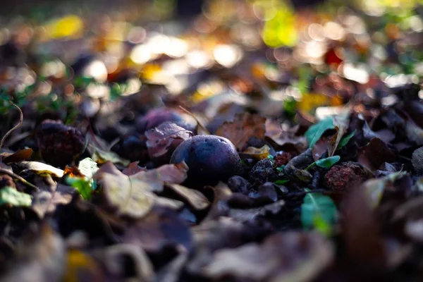 Mele Marce Congelate Terreno Scuro Con Foglie Arancio Nel Giardino — Foto Stock