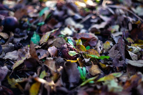 リンゴの庭にオレンジの葉で暗い地面に腐った冷凍リンゴ 10月霜 — ストック写真