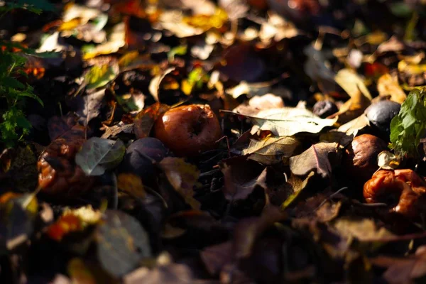 Mele Marce Congelate Terreno Scuro Con Foglie Arancio Nel Giardino — Foto Stock