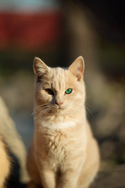 Şeftali Rengi Kedi Farklı Renkte Gözleri Bulanık Arka Planı Var — Stok fotoğraf