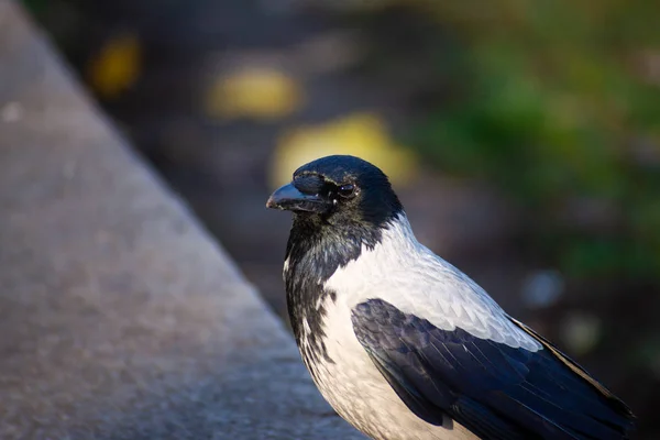 City Crow Black Anf Gray Feathers Stone Border Blurred Background — Stock Photo, Image