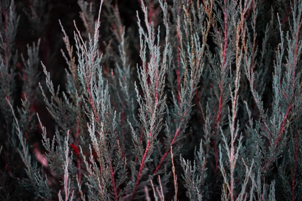 Tuja leaves closeup. Leaves are dark green colour and branches are dark red colour.