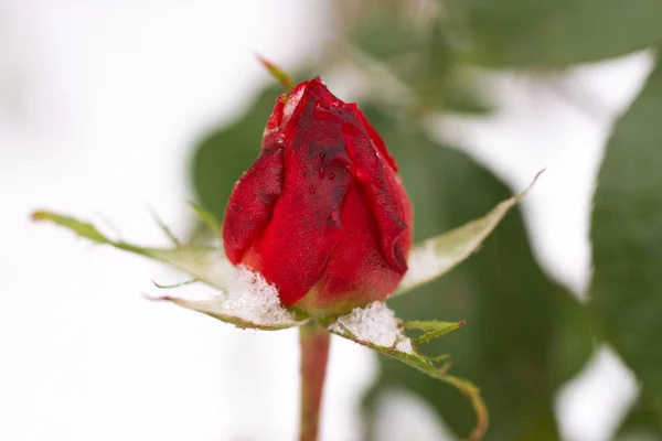 얼어붙은 장미꽃이 겨울철의 배경을 부드러운 솜뭉치 — 스톡 사진