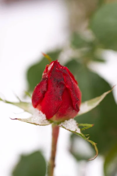 Fechado Congelado Flor Rosa Closeup Fundo Inverno Turvo Soco Suave — Fotografia de Stock