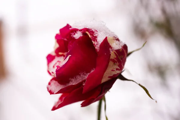 Frozen Flor Rosa Closeup Fundo Inverno Borrado Soco Suave Rosa — Fotografia de Stock