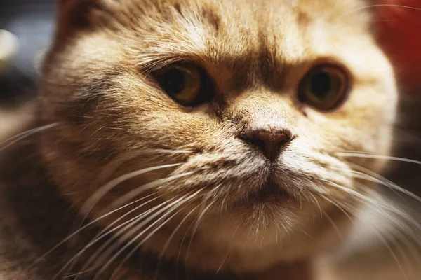 Temperamental Británico Doméstico Gato Mira Usted Primer Plano Con Borroso — Foto de Stock