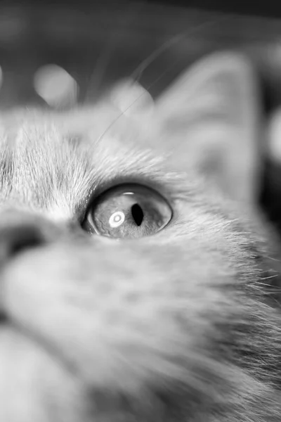 Temperamental British Domestic Cat Looking One Eye Closeup View Black — Stock Photo, Image