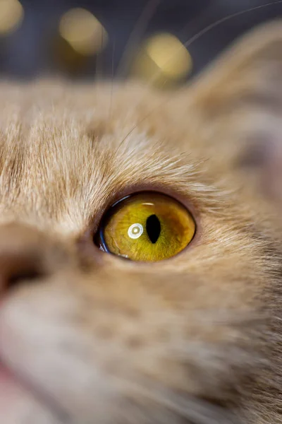 Temperamental British Domestic Cat Looking One Eye Closeup View Blurred — Stock Photo, Image