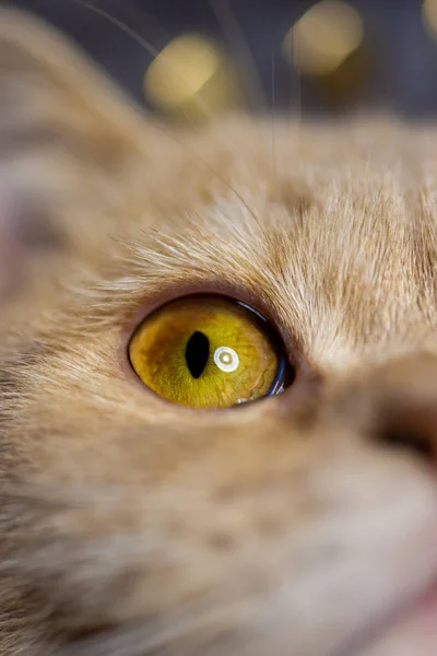 Temperamental British Domestic Cat Looking One Eye Closeup View Blurred — Stock Photo, Image