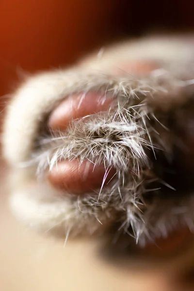 Temiz kedi pençesi yakın çekim görüntüsü. Bulanık arkaplanı olan kedi fotoğrafı rahatlatılıyor.