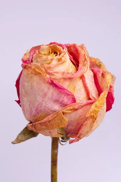 Rosa Rosa Pequena Seca Isolada Fundo Branco Vista Perto Natur — Fotografia de Stock