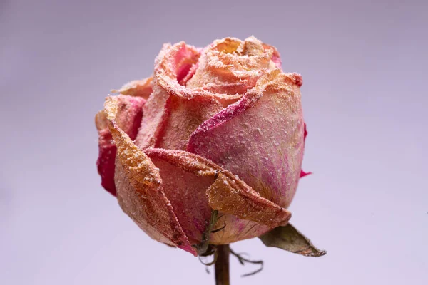Szárított Kis Rózsaszín Rózsa Mesterséges Fehér Szürke Háttér Közelről Látni — Stock Fotó