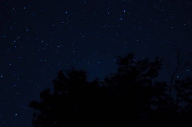 Uzun pozlama Gecesi Fotoğrafı. Önünde ağaçlar olan bir sürü yıldız. Şehirden Uzakta.