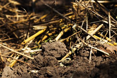 Buğday, arpa ve yulaf kökleriyle yeni sürülmüş tarım toprağı. Hasat mevsiminin sonu..