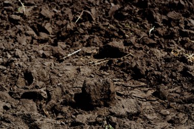 Buğday, arpa ve yulaf kökleriyle yeni sürülmüş tarım toprağı. Hasat mevsiminin sonu..