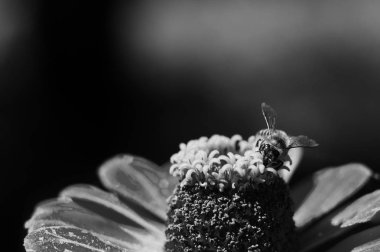 Arı, pembe zinyanın çiçeğinden polenleri toplar. Zinya çiçeğinin üzerindeki bir arı makrosu.