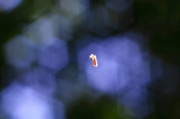 Гусениця Висить Тонкій Павутині Лісі Задньому Плані Блакитний Кучерявий Боке — стокове фото