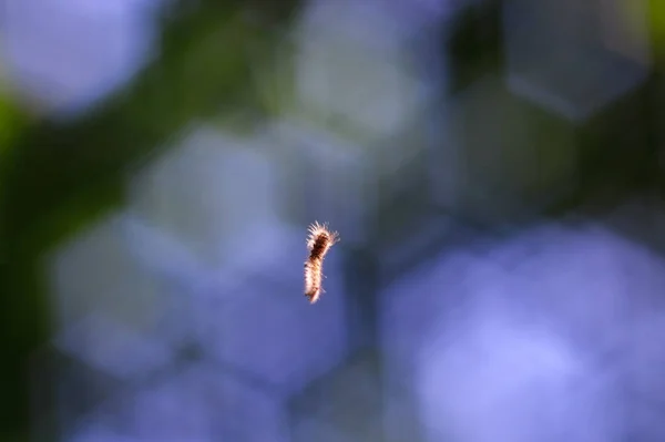 Lagarta Está Pendurada Numa Teia Aranha Fina Floresta Fundo Bokeh — Fotografia de Stock