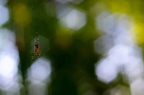 Μικρή Αράχνη Που Παραδίδει Ιστό Αράχνης Φόντο Σγουρό Πράσινο Bokeh — Φωτογραφία Αρχείου