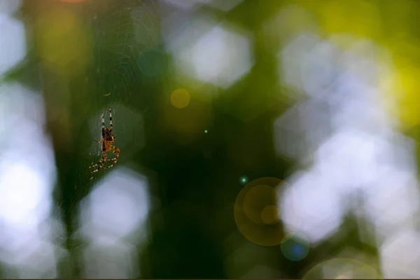 Μικρή Αράχνη Που Παραδίδει Ιστό Αράχνης Φόντο Σγουρό Πράσινο Bokeh — Φωτογραφία Αρχείου