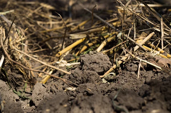 Solo Agrícola Recentemente Arado Com Raízes Trigo Cevada Aveia Fim — Fotografia de Stock