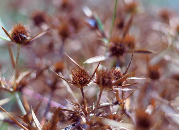 Dry Blossoms Blue Head Field Intense Orange Color Inflorescence Indicates — Stock Photo, Image