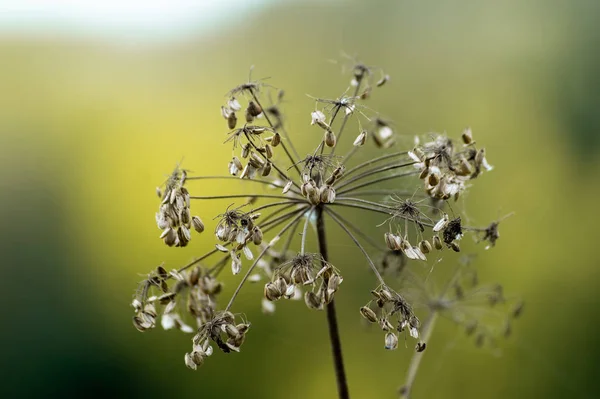Dill Inflorescence Closeup Blurred Background Healing Plant Close View — Stock Photo, Image