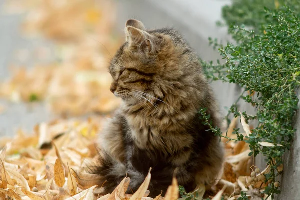 Temperamental Homeless Kitten Looks You Lies Dry Autumn Leaves — Stock Photo, Image